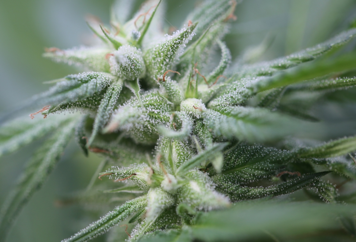 HortaPharm et GW Pharm: les Monsanto du Cannabis