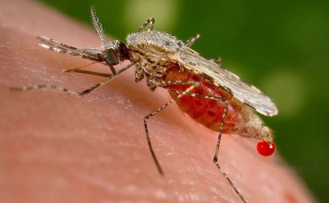 Pour prévenir et guérir la Malaria: les Armoises d’Artémis ou les vaccins chimériques de la Pharmacratie?